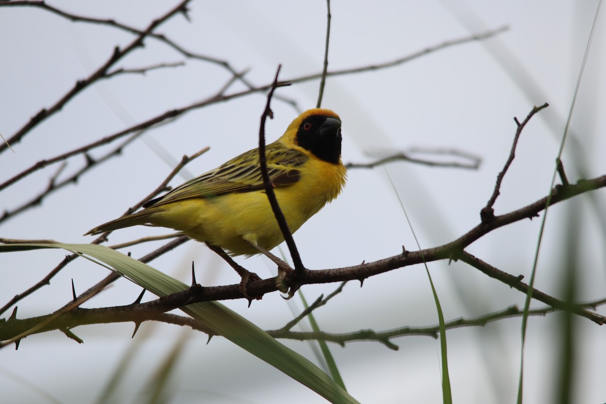 svartmaskevever - ML645904326