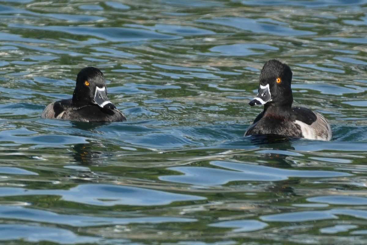 ringand - ML645904330