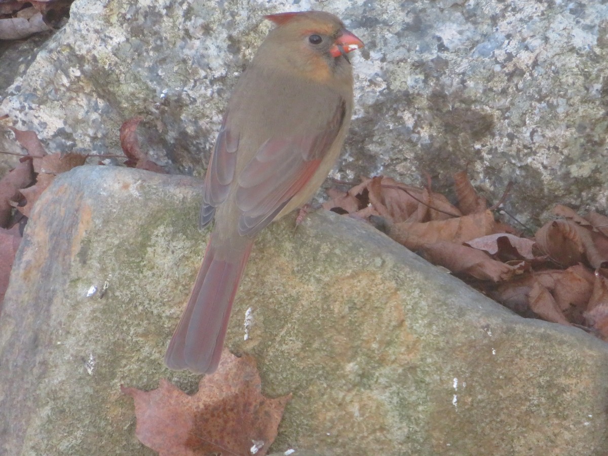 rødkardinal - ML645904332