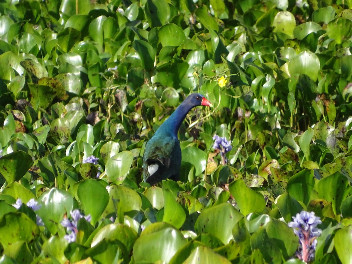 Purple Gallinule - ML645904335