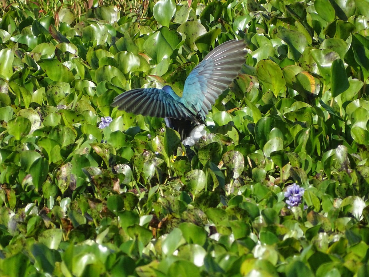 Purple Gallinule - ML645904336