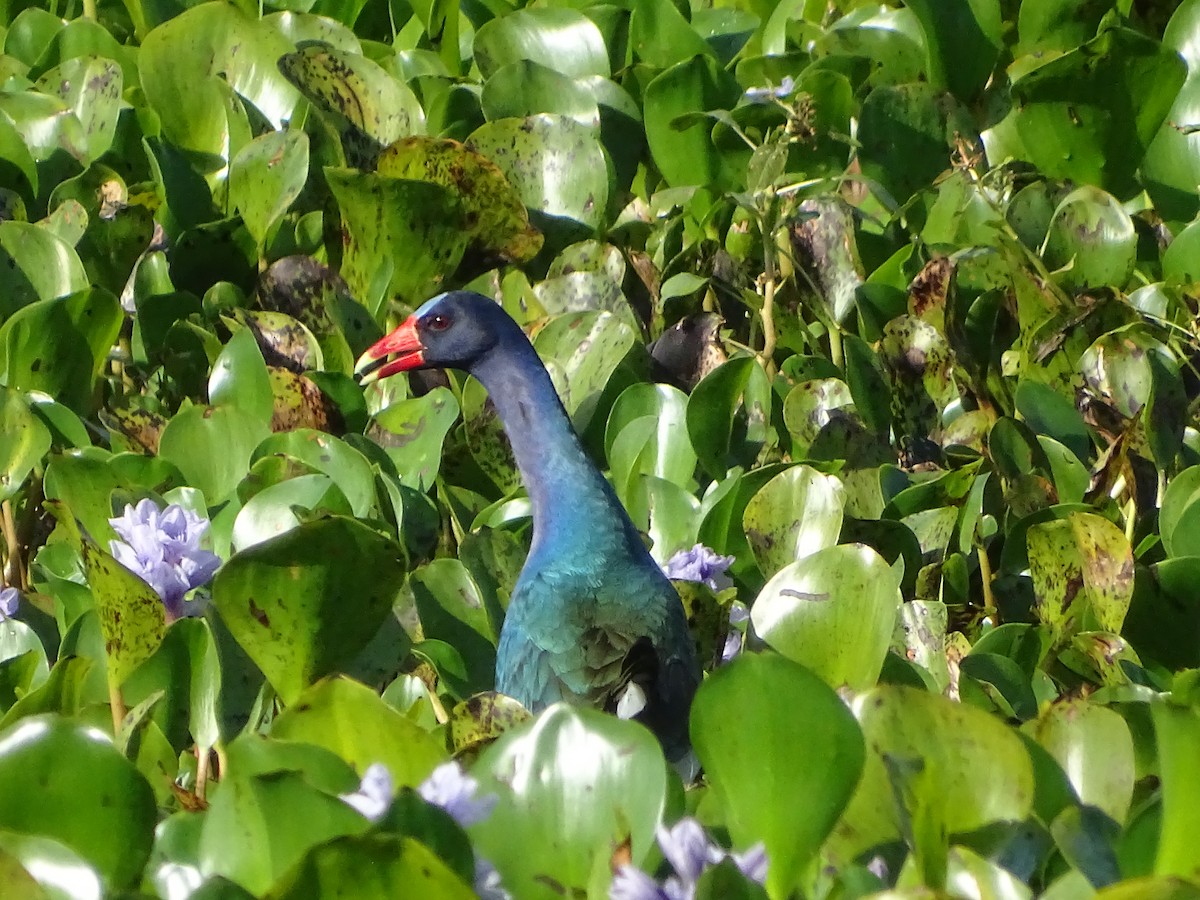 Purple Gallinule - ML645904338
