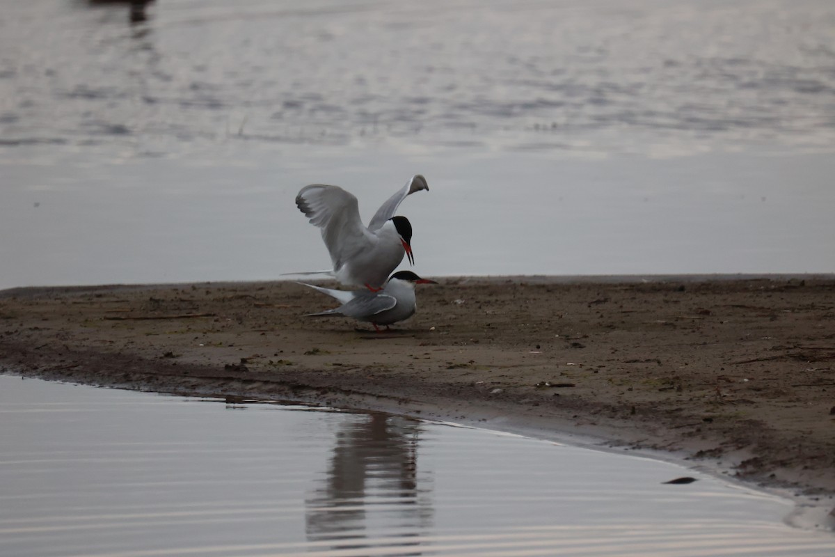 Common Tern - ML645904339