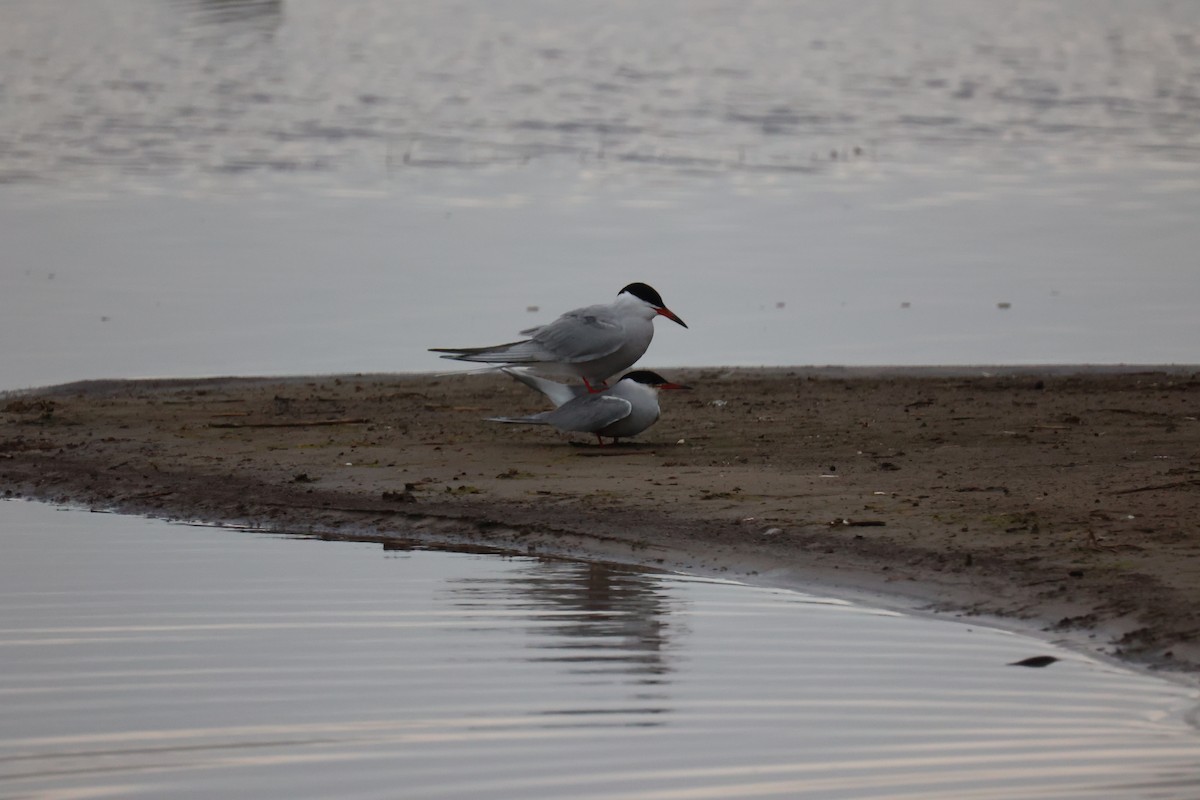 Common Tern - ML645904340