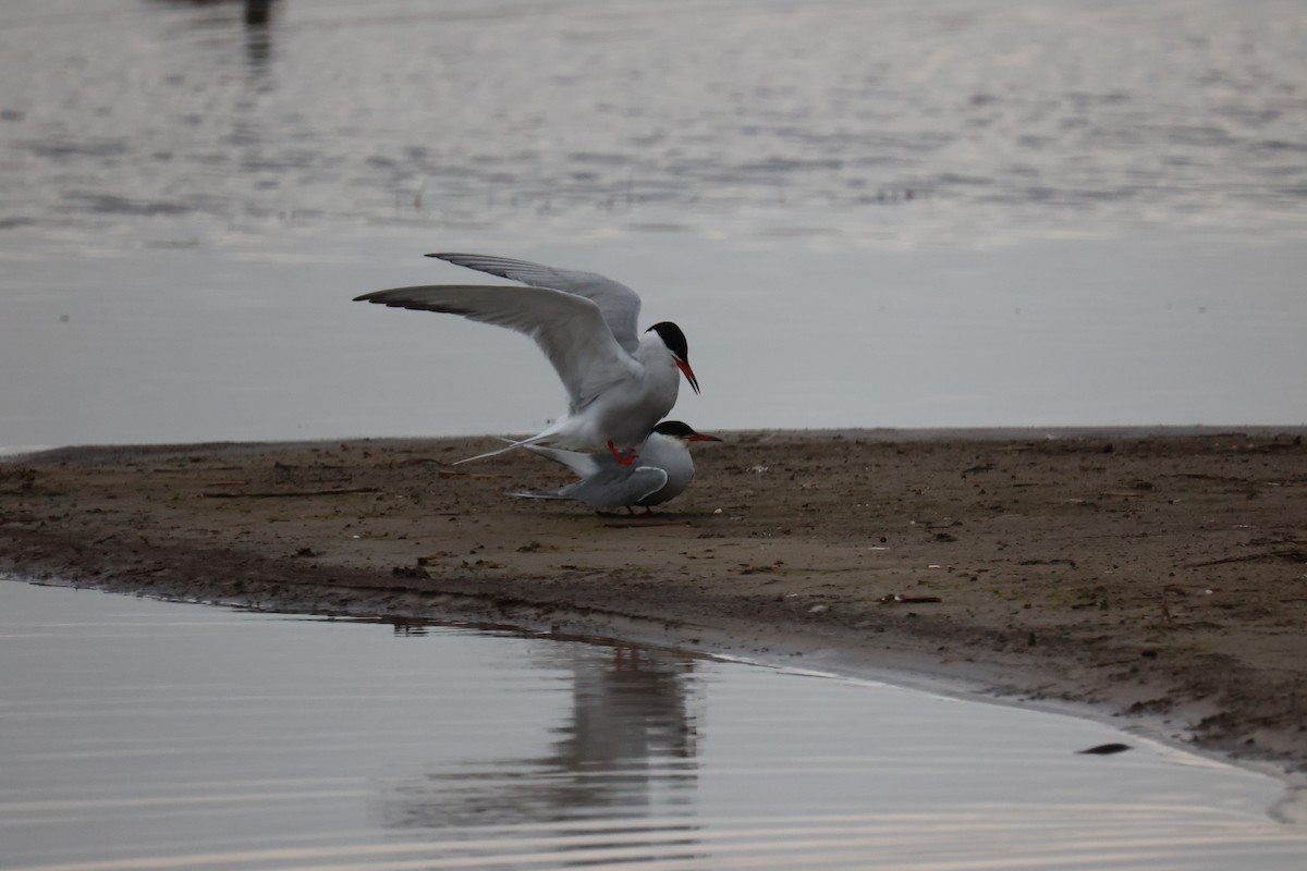 Common Tern - ML645904341