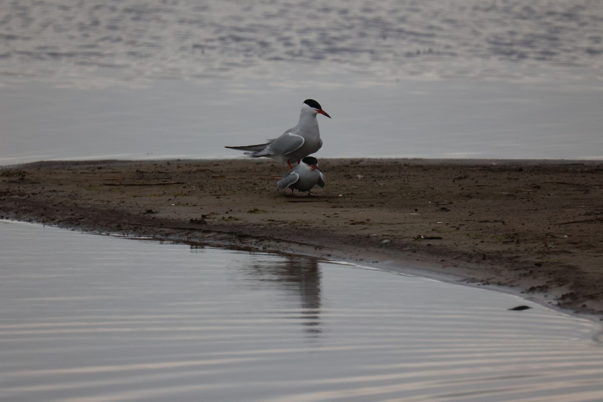 Common Tern - ML645904342