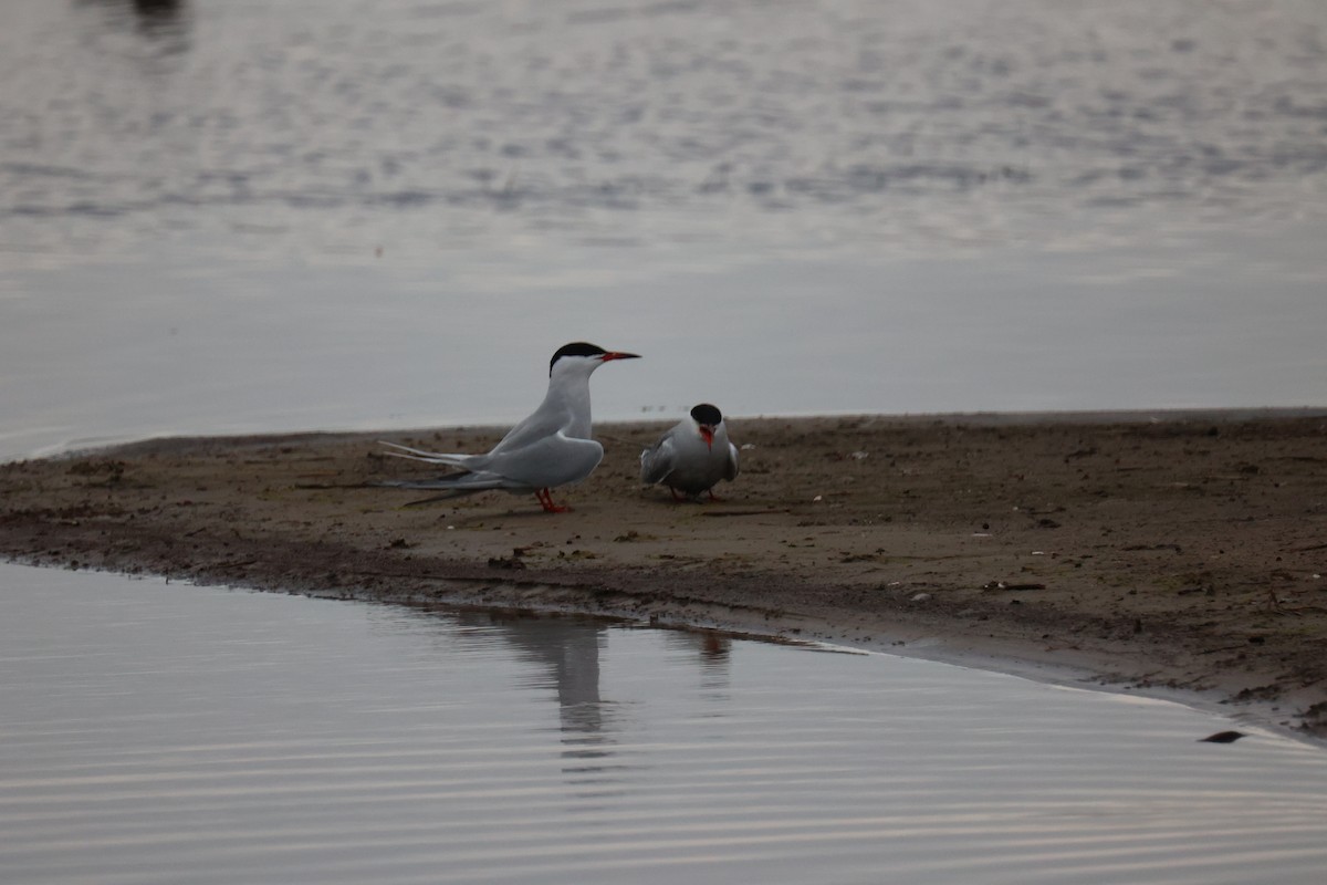 Common Tern - ML645904343