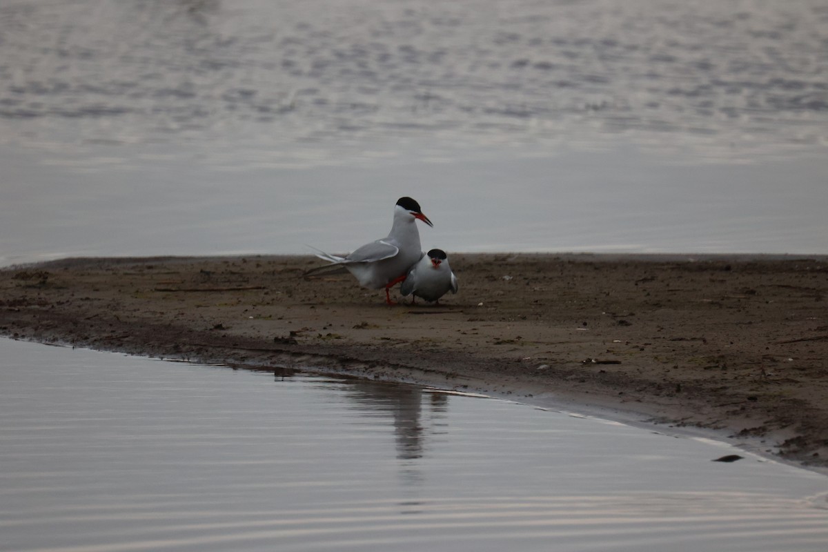 Common Tern - ML645904344