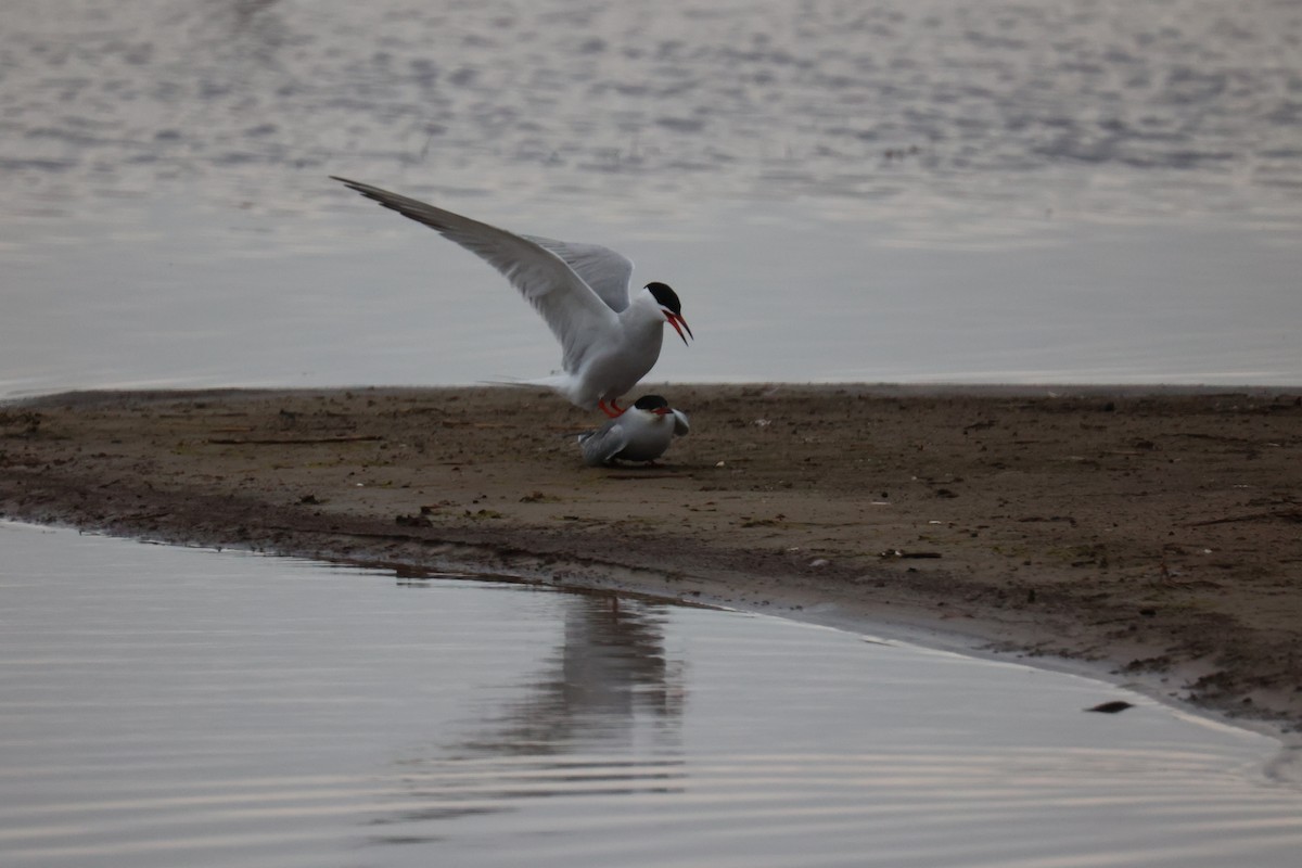Common Tern - ML645904345