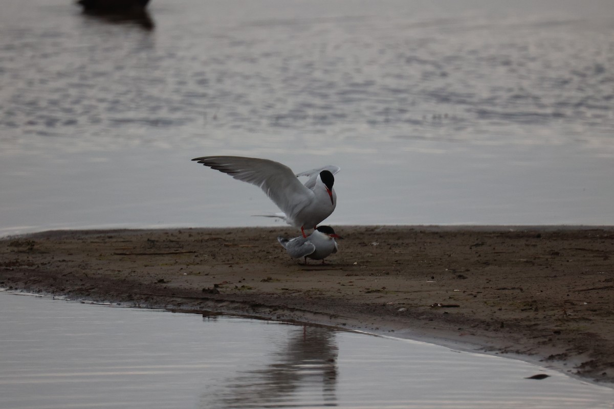 Common Tern - ML645904346
