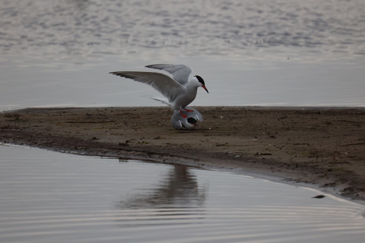Common Tern - ML645904347