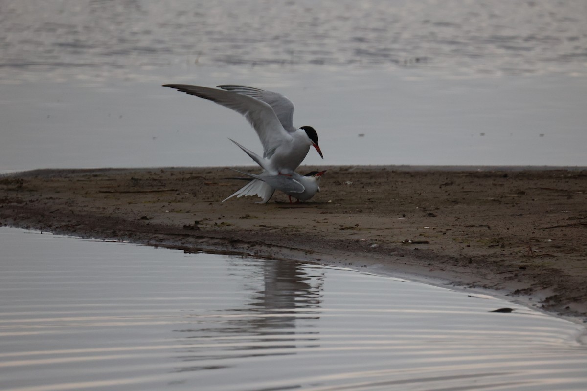 Common Tern - ML645904348
