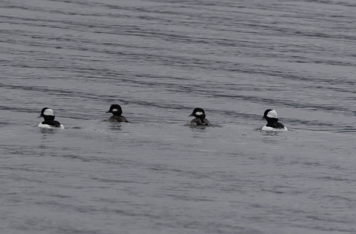Bufflehead - ML645904349