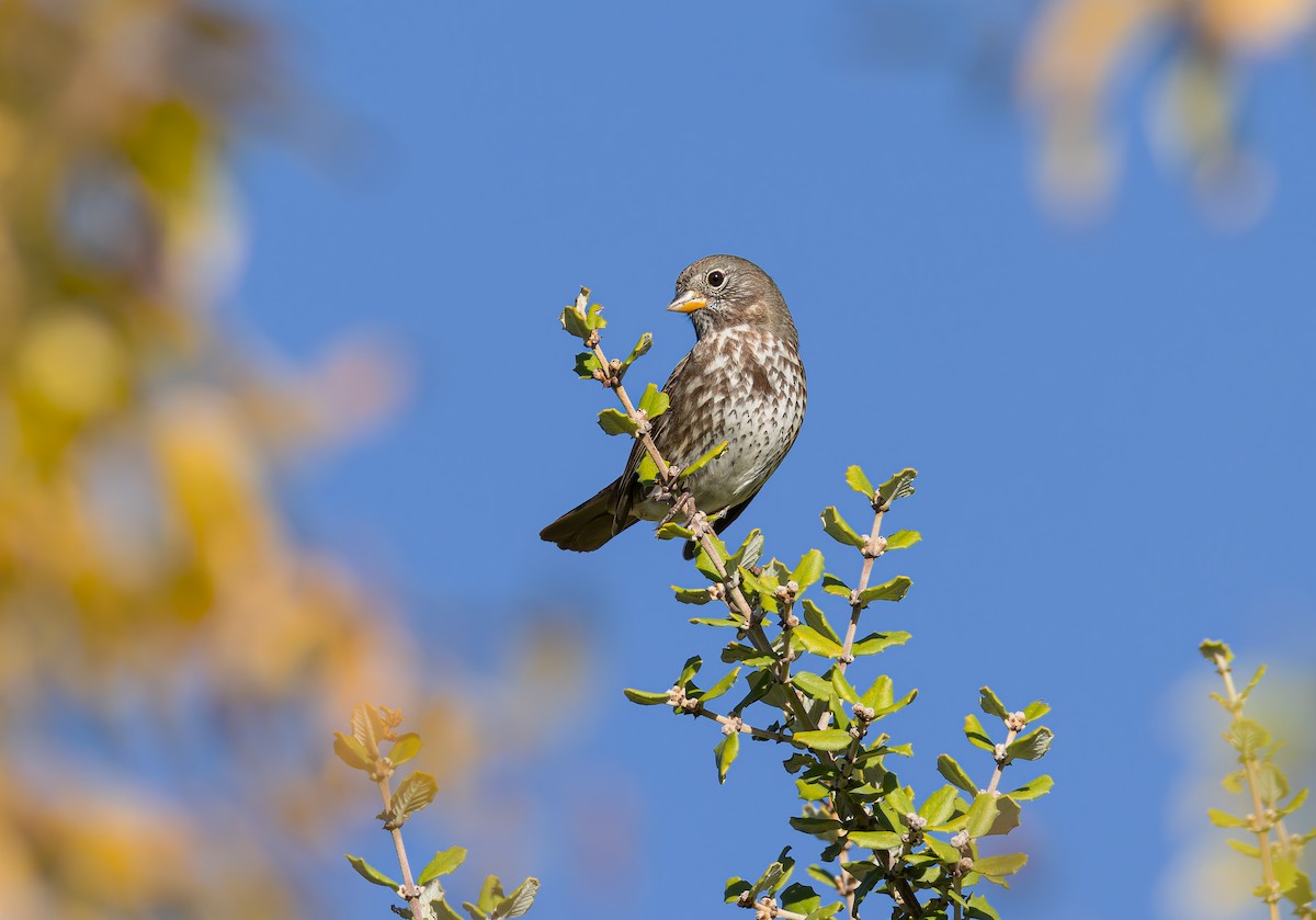 Fox Sparrow - ML645904352