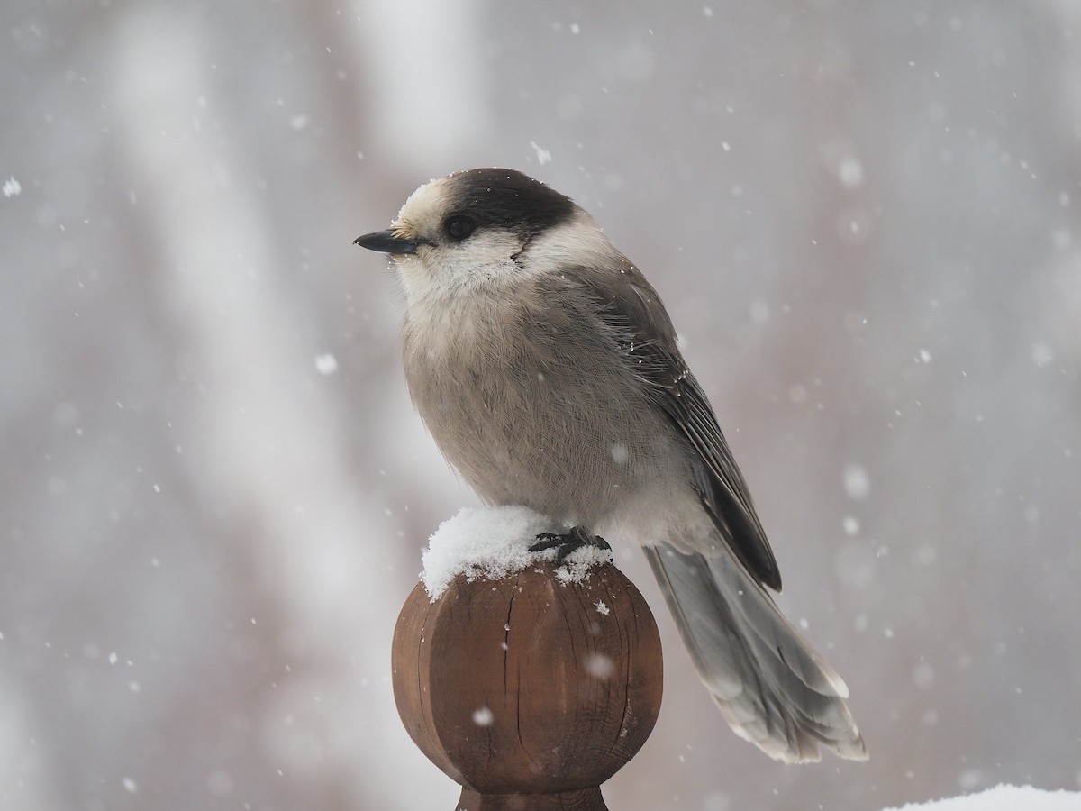 Canada Jay - ML645904356