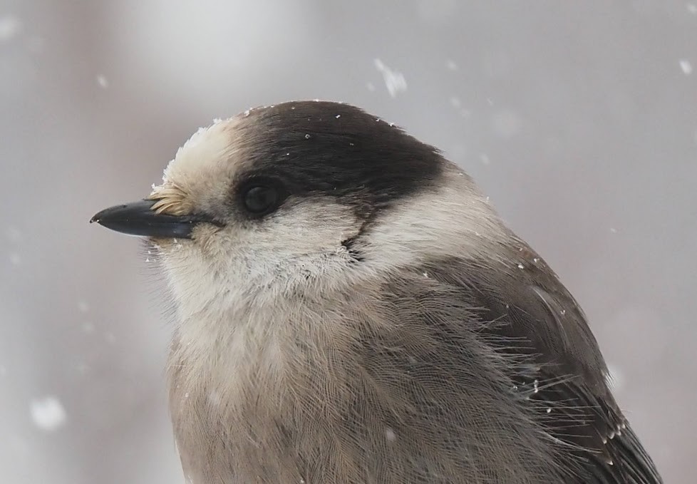 Canada Jay - ML645904361