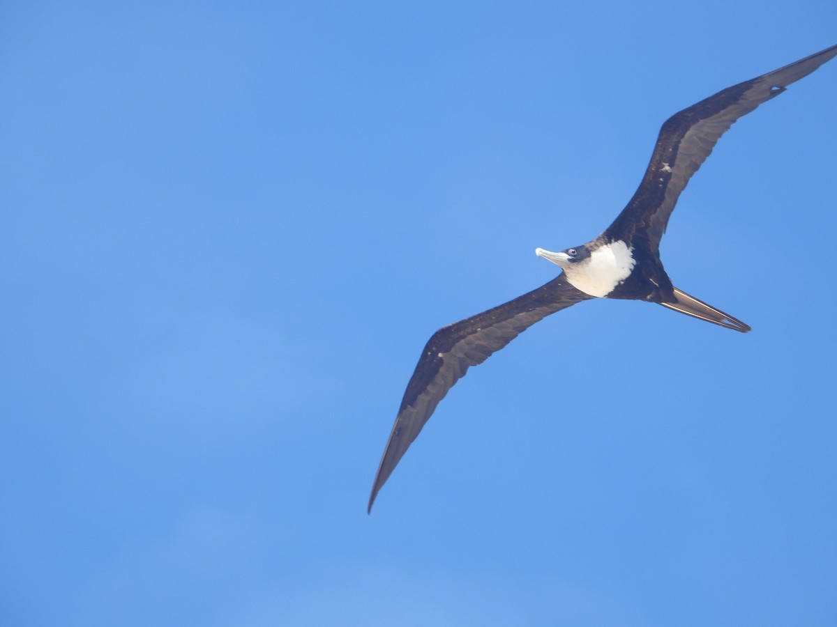 פריגט גדול - ML645904362