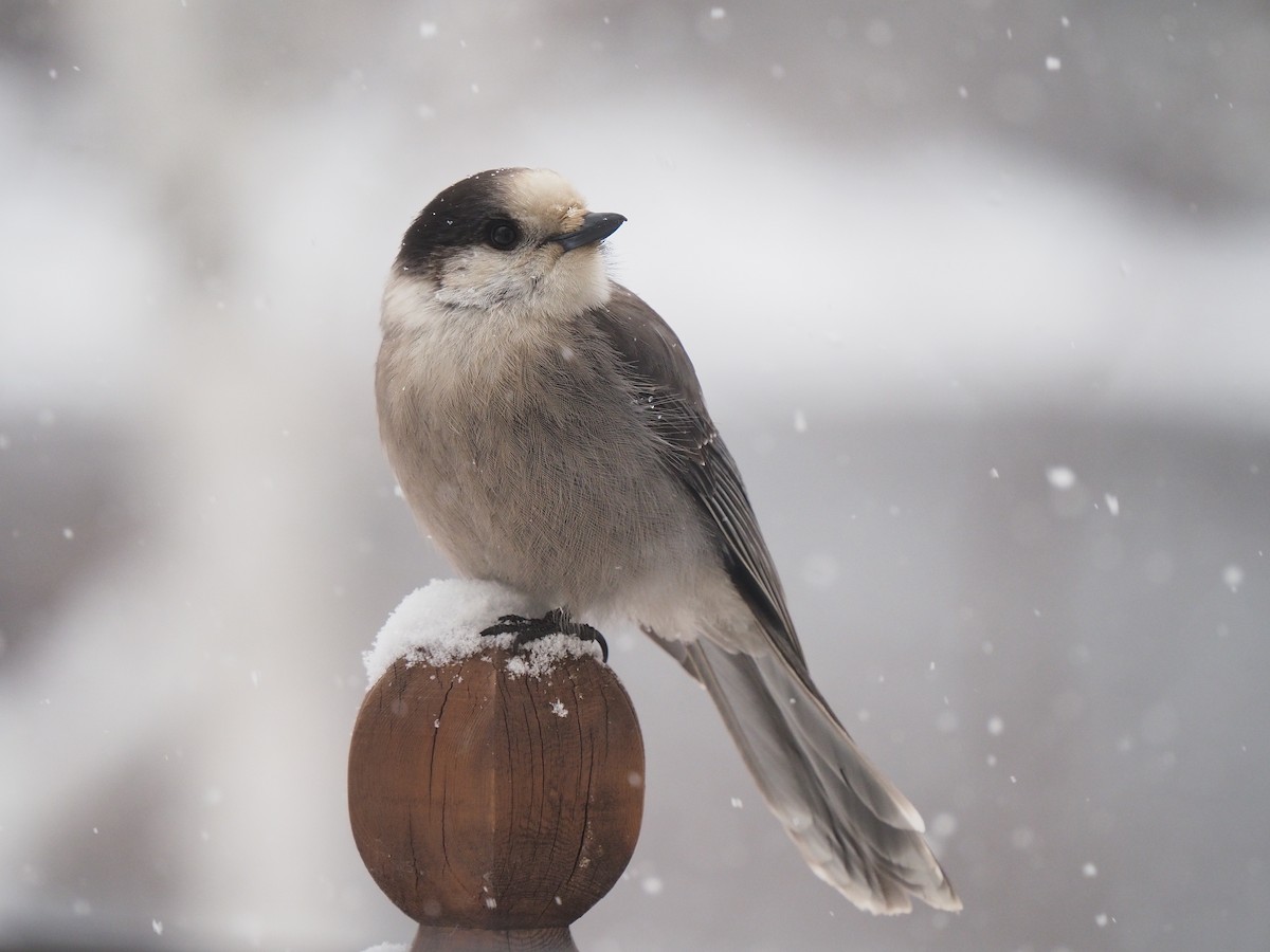 Canada Jay - ML645904364