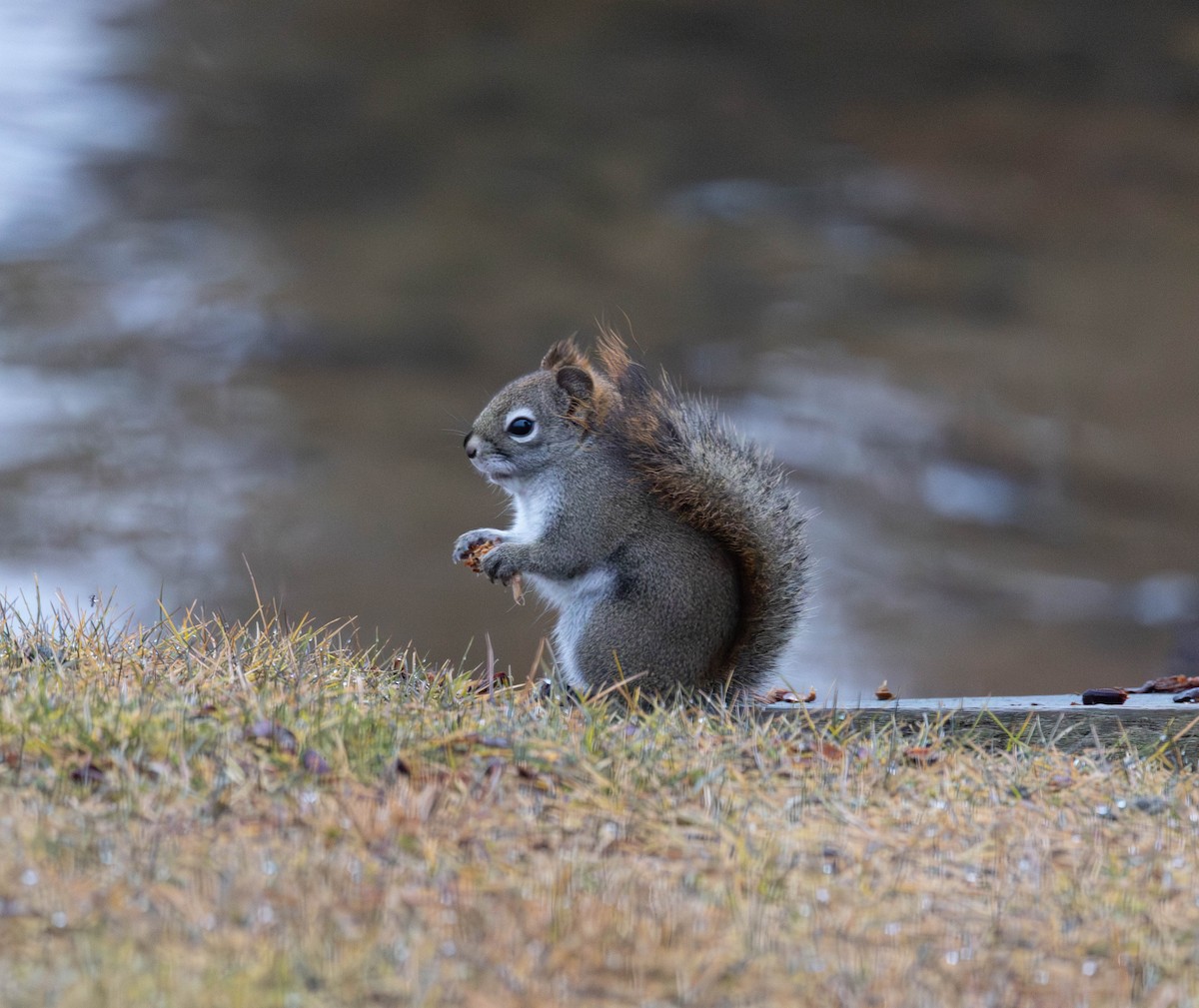 American Red Squirrel - ML645904366