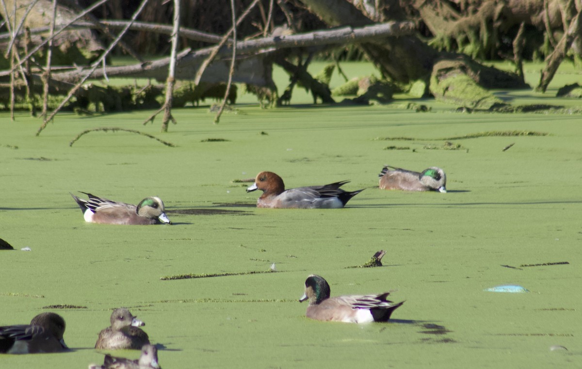 hvízdák eurasijský - ML645904369