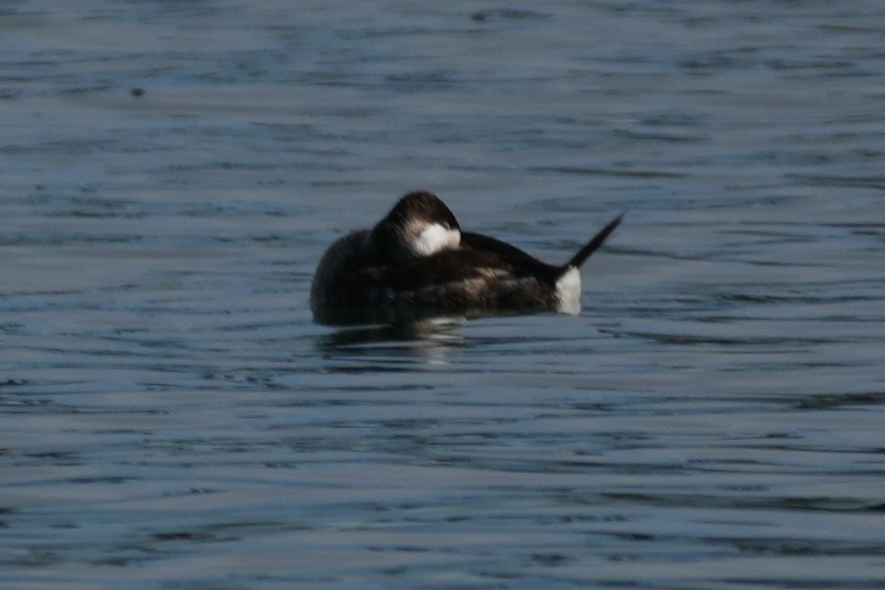 Schwarzkopf-Ruderente - ML645904370