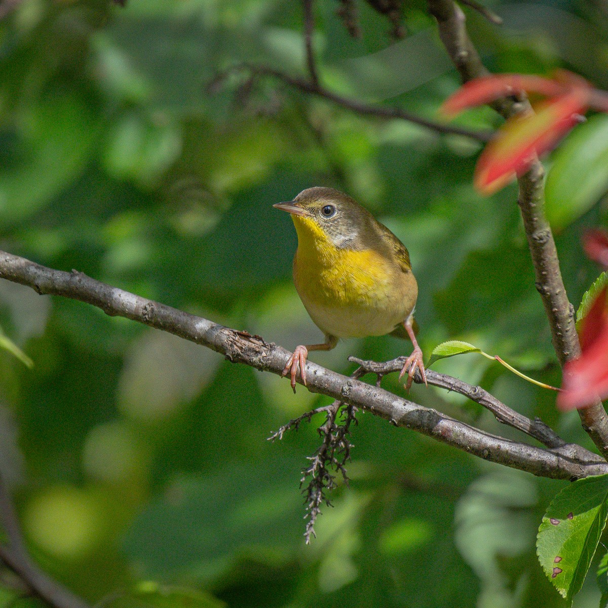 Common Yellowthroat - ML645904386