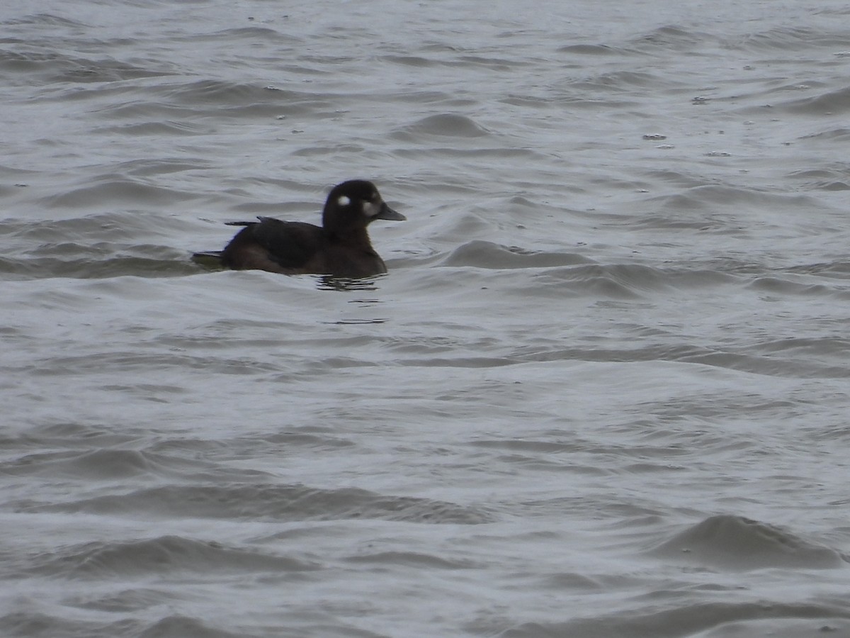 Harlequin Duck - ML645904398