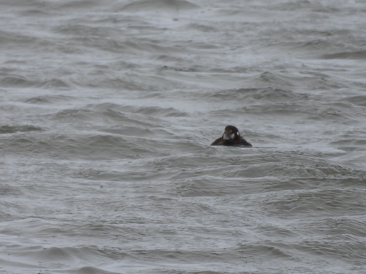 Harlequin Duck - ML645904401