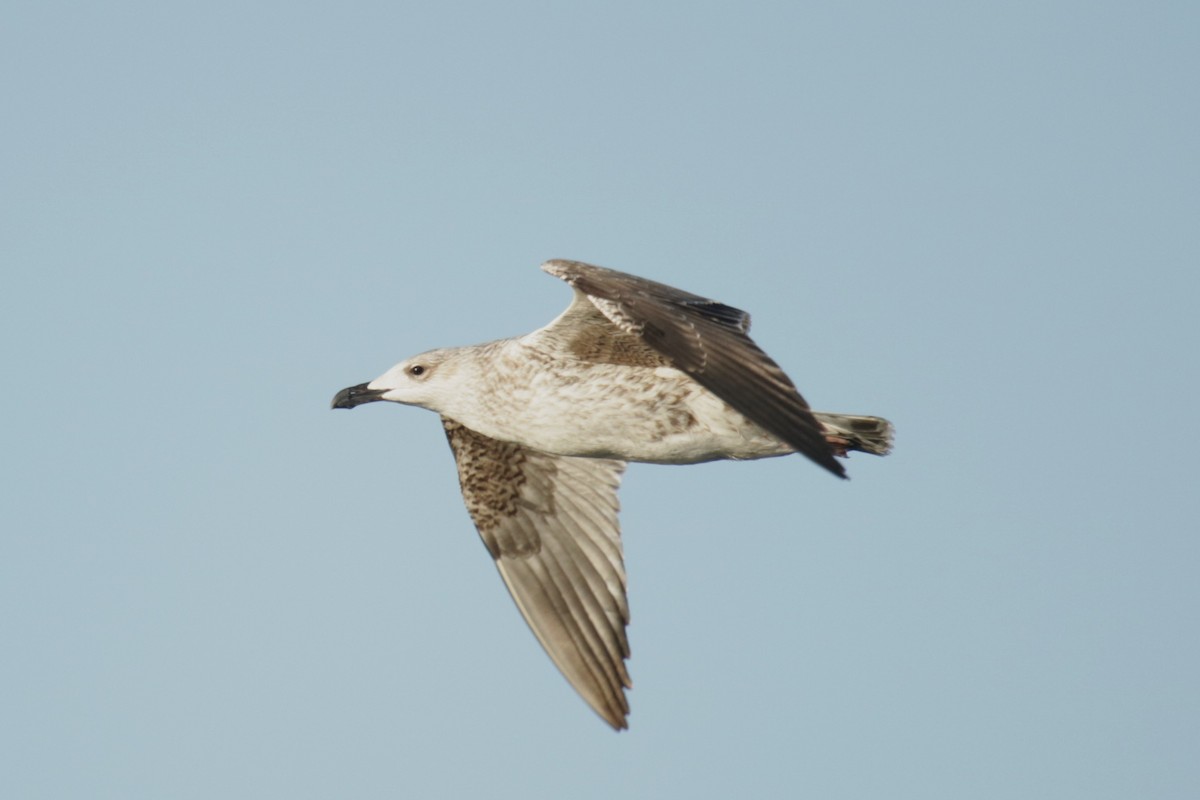 Büyük Kara Sırtlı Martı - ML645904403