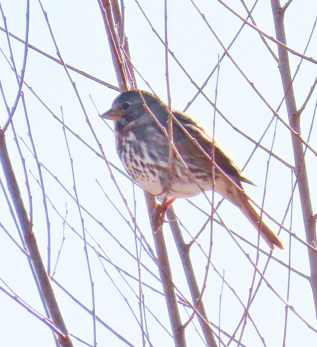 Fox Sparrow - ML645904413