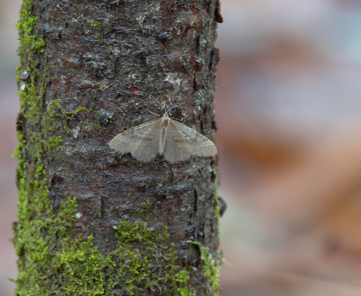 Bruce Spanworm Moth - ML645904414