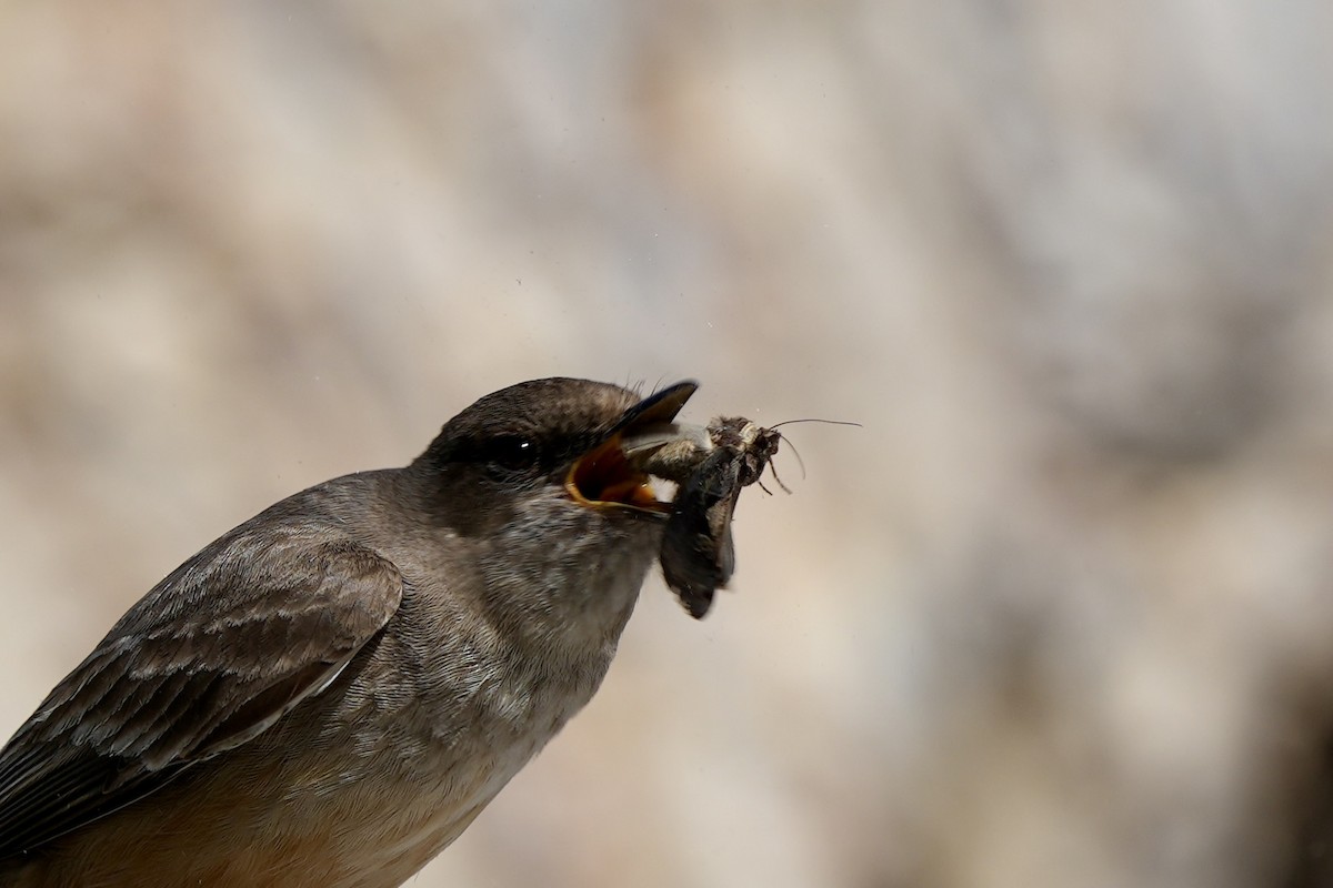 Say's Phoebe - ML645904420