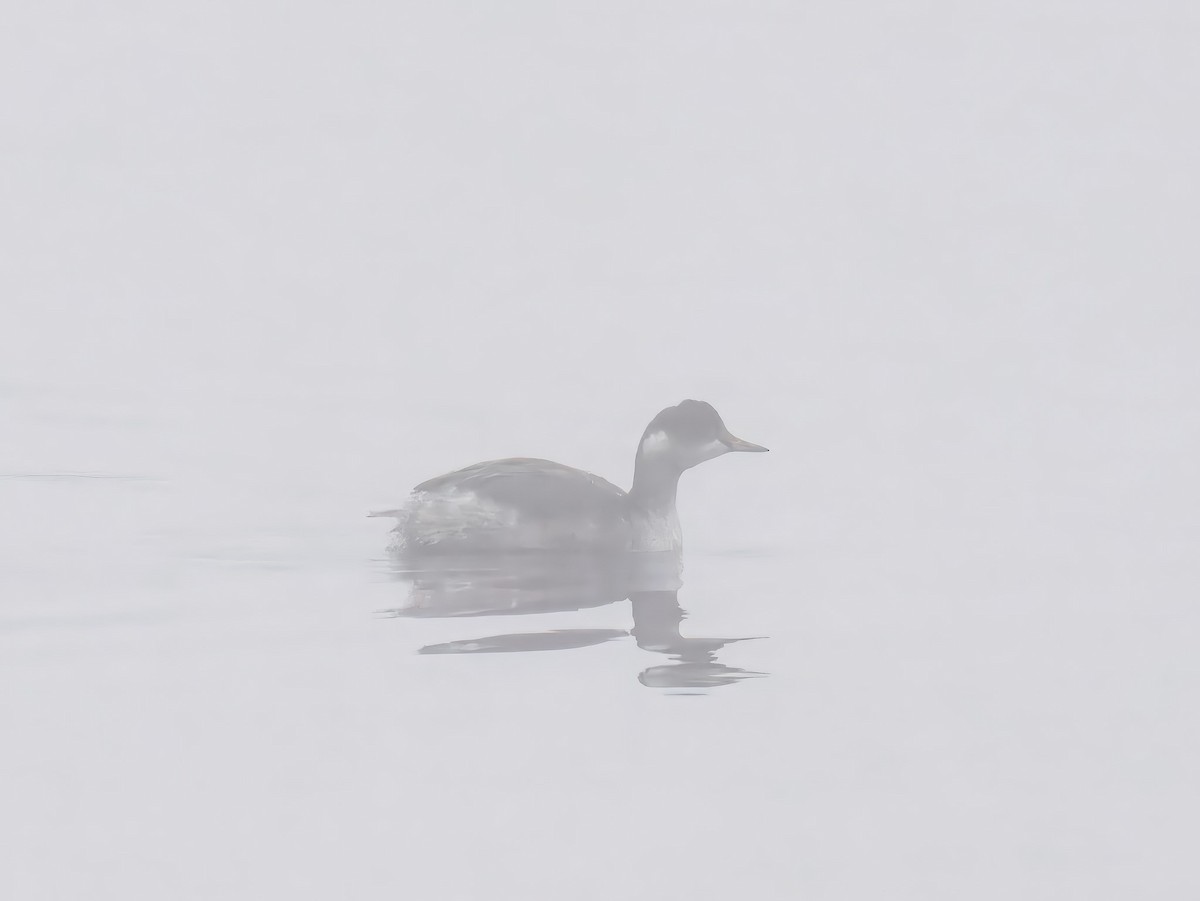 Eared Grebe - ML645904426
