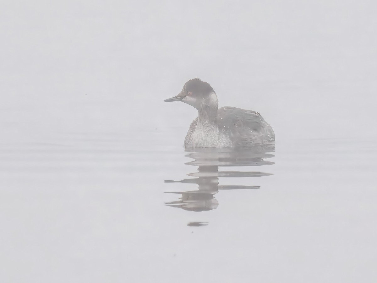 Eared Grebe - ML645904427