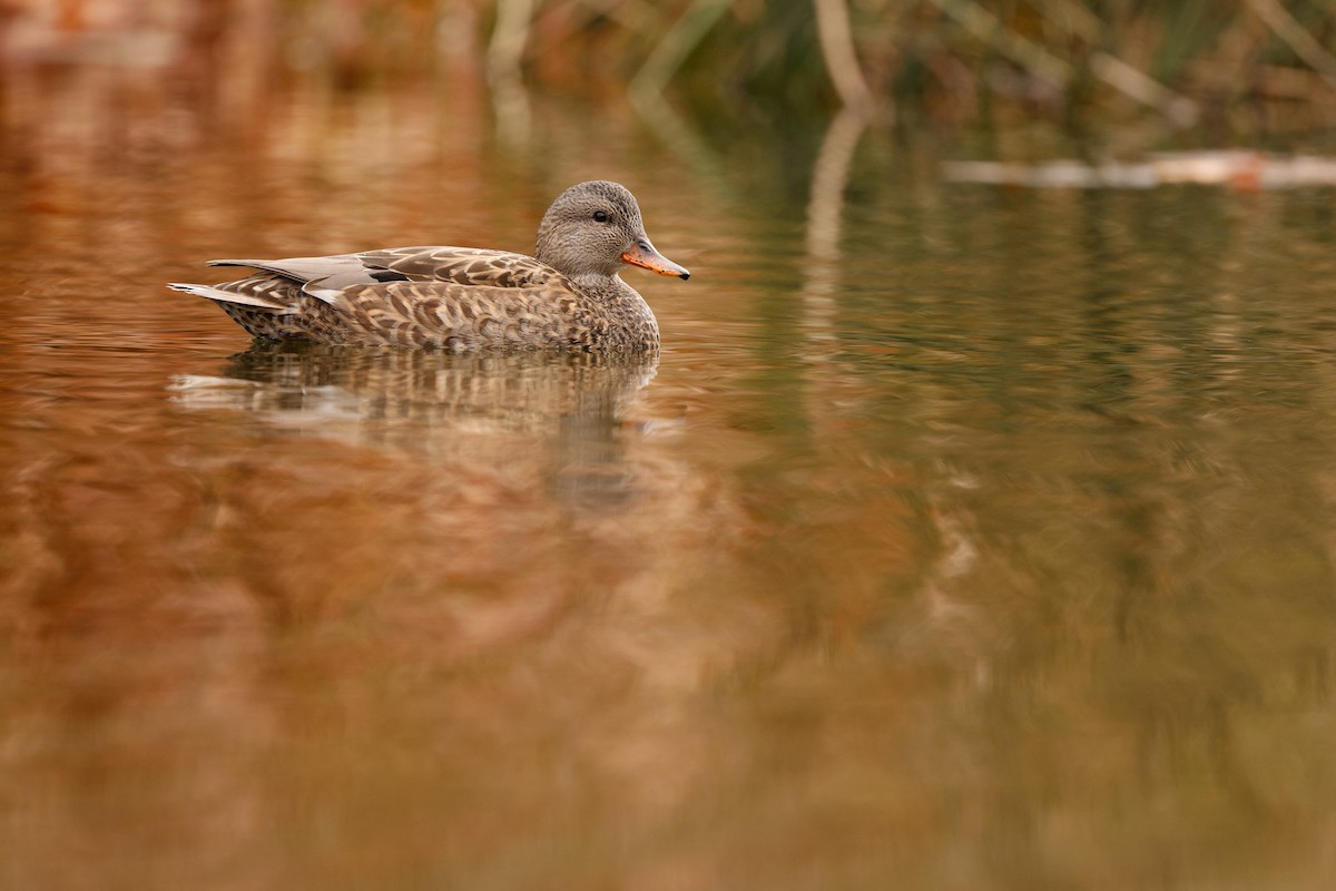 Серая утка - ML645904429