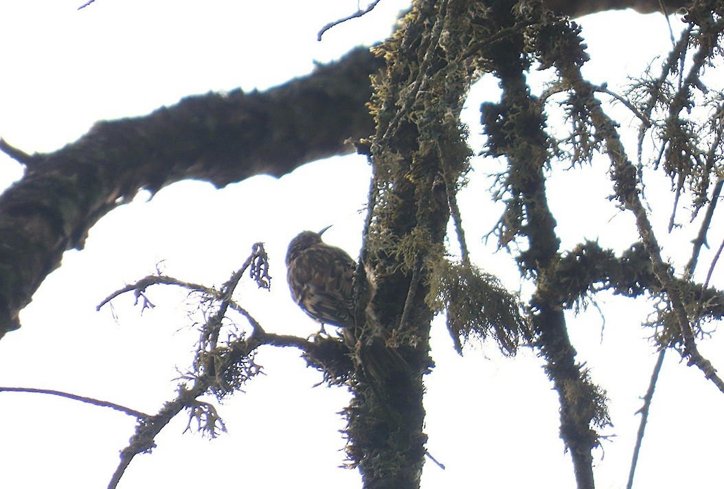 Brown Creeper - ML645904431
