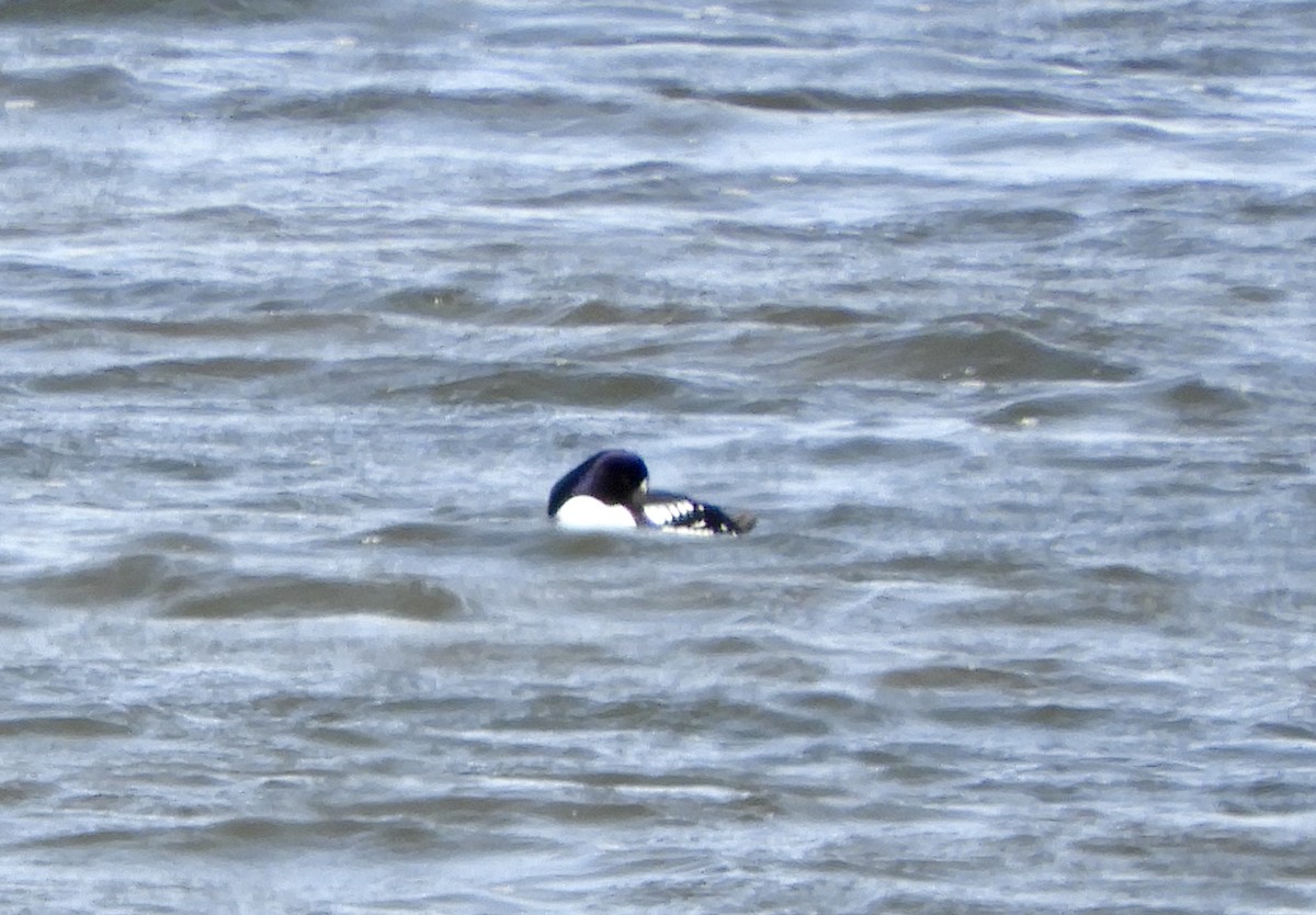 Barrow's Goldeneye - ML645904433