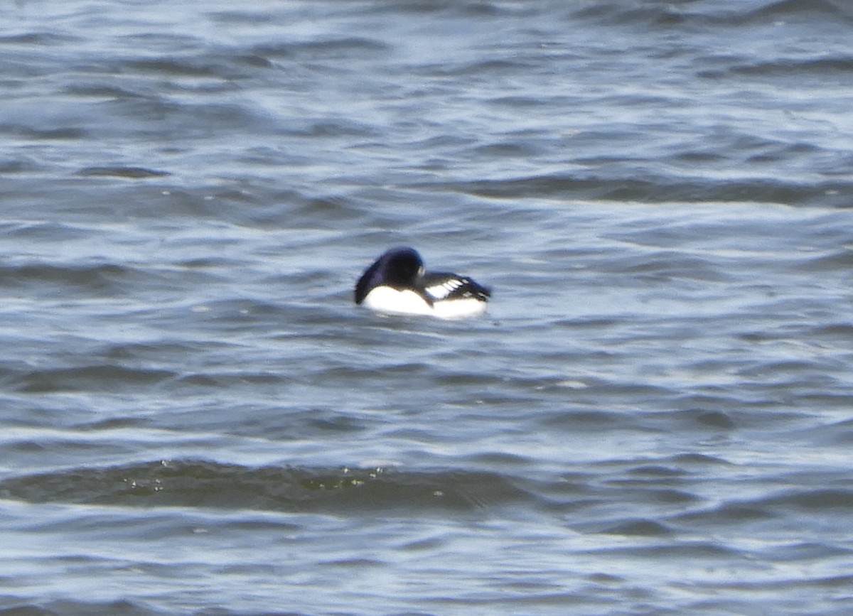 Barrow's Goldeneye - ML645904434