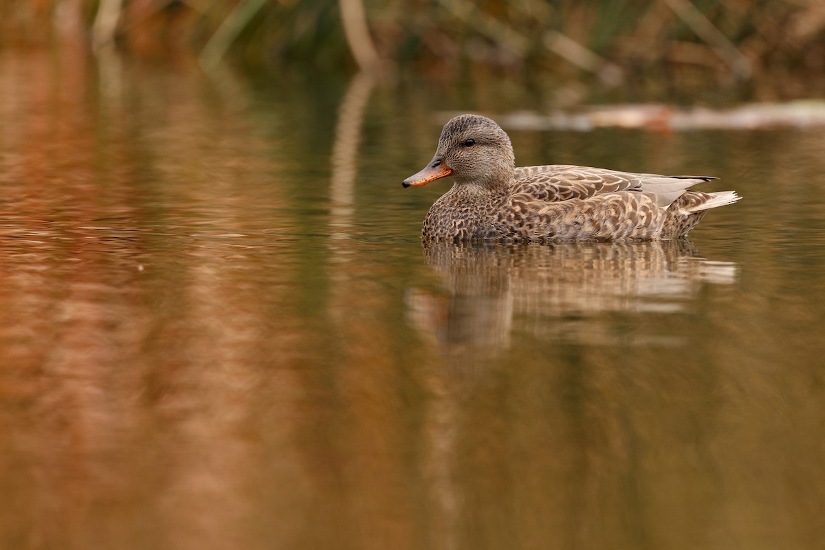 Серая утка - ML645904438