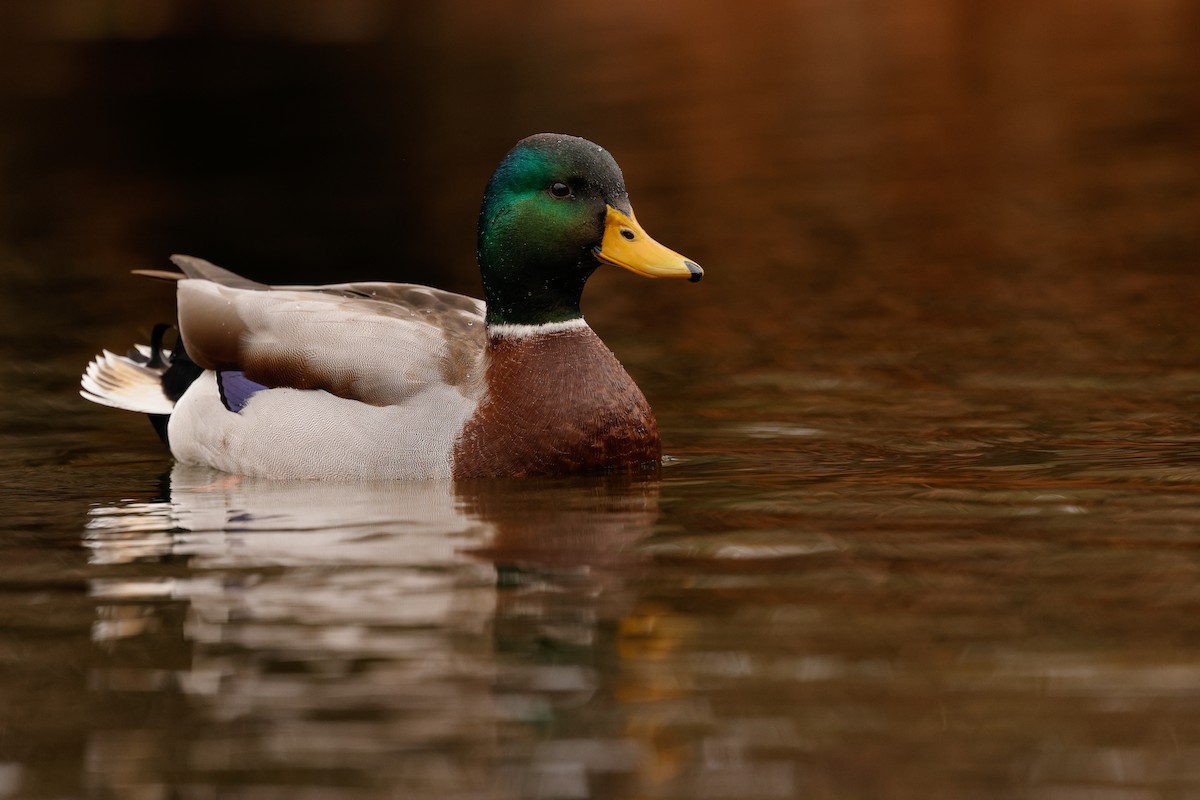 Mallard - ML645904441