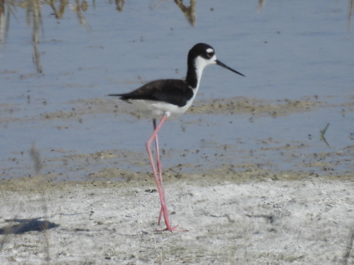 svartkronestylteløper - ML645904443