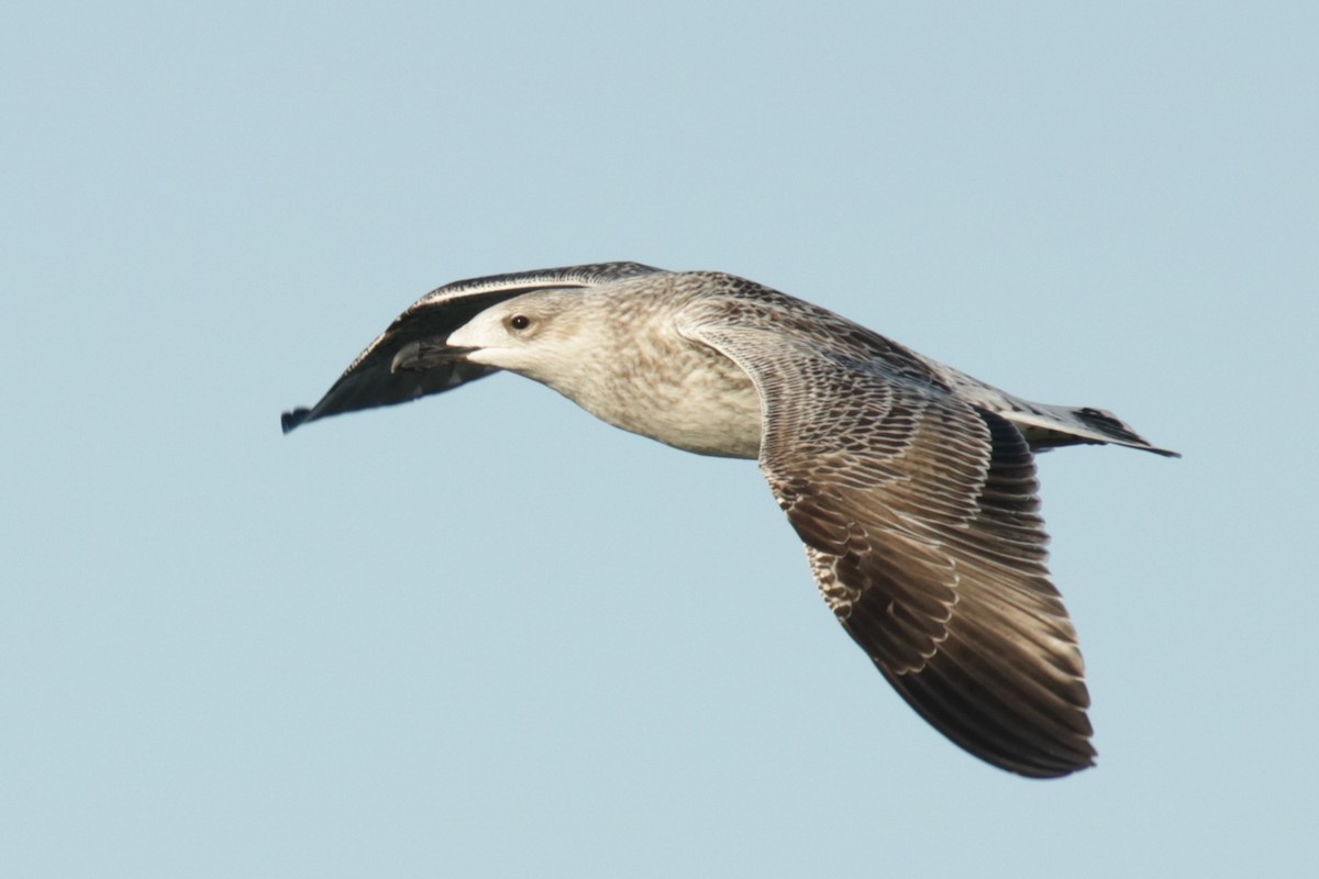 Büyük Kara Sırtlı Martı - ML645904445