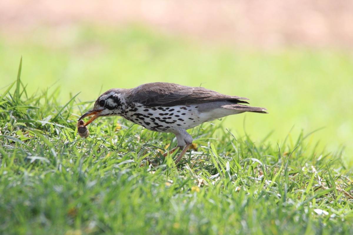 Groundscraper Thrush - ML645904453