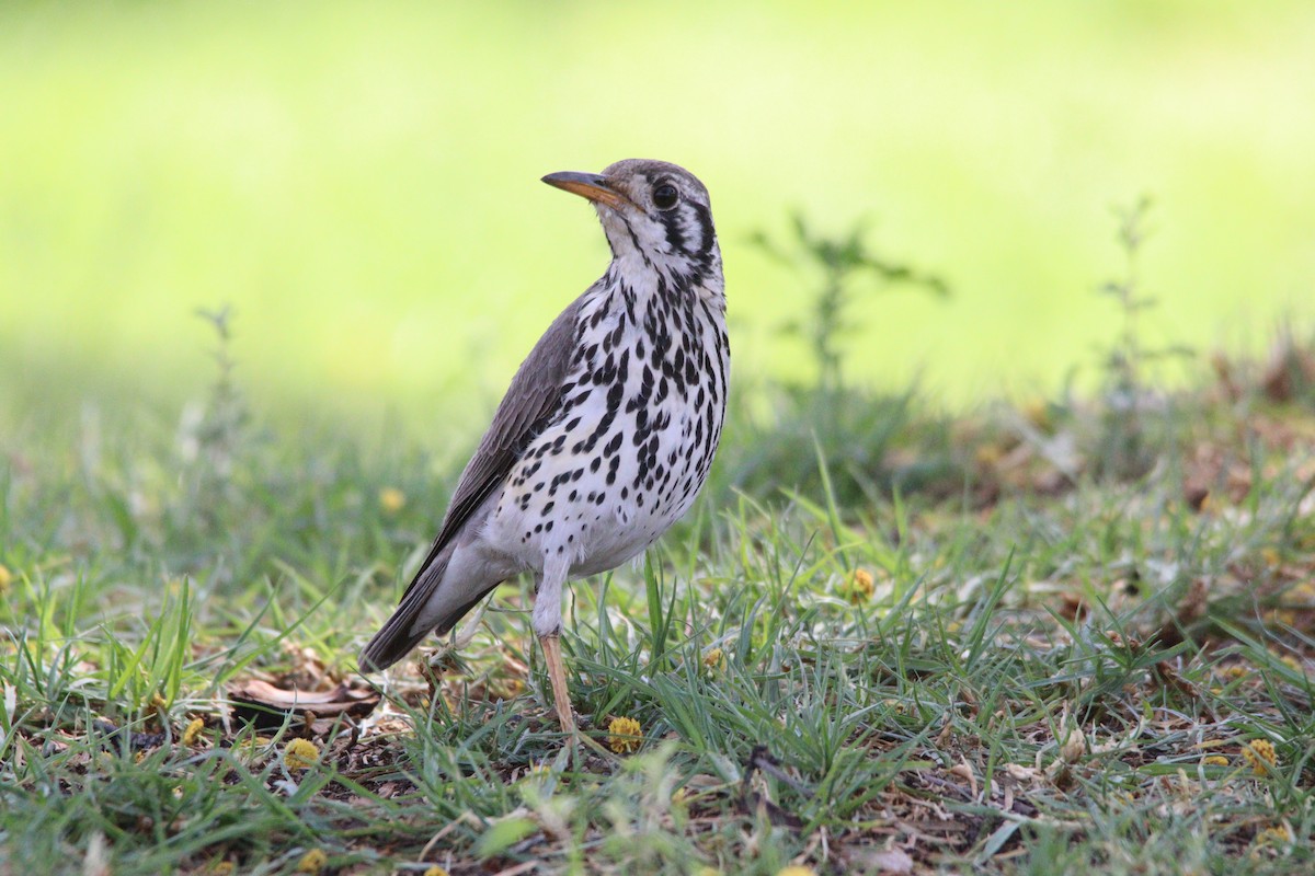 Groundscraper Thrush - ML645904454