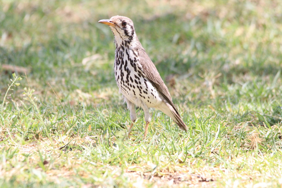 Groundscraper Thrush - ML645904455