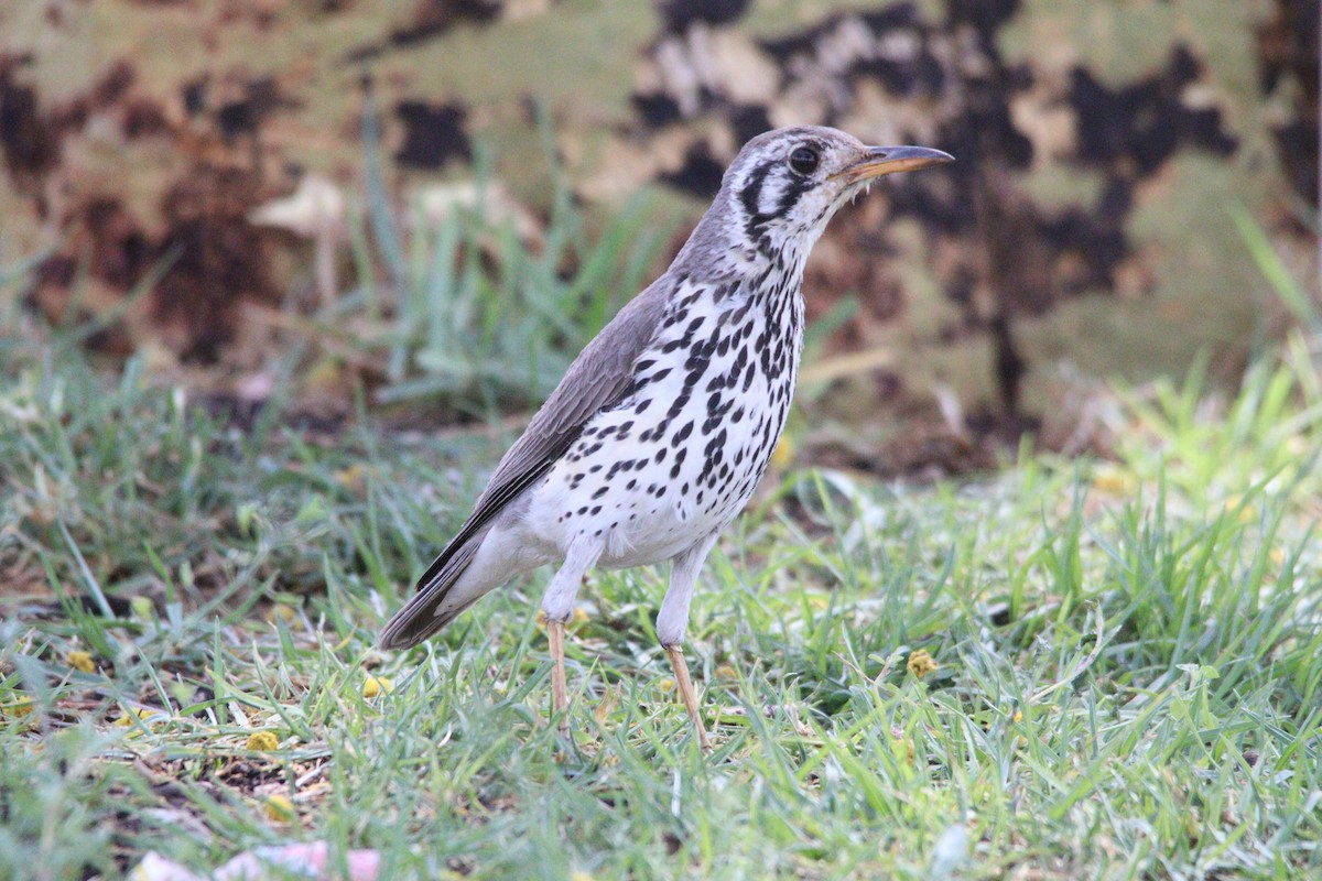 Groundscraper Thrush - ML645904456