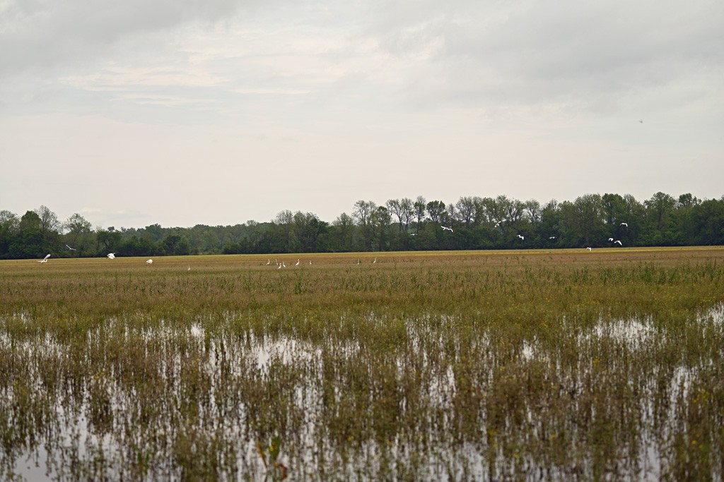 大白鷺 - ML645904457