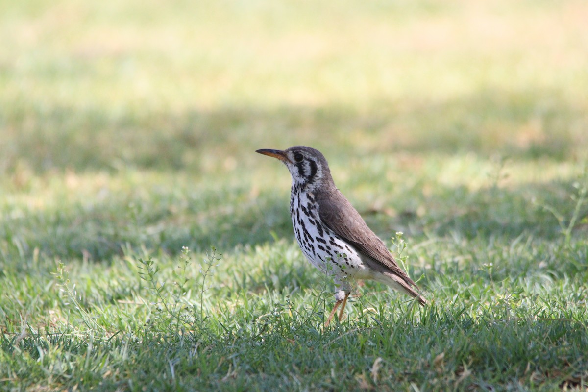 Groundscraper Thrush - ML645904459