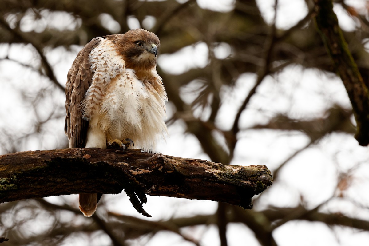 Red-tailed Hawk (borealis) - ML645904468