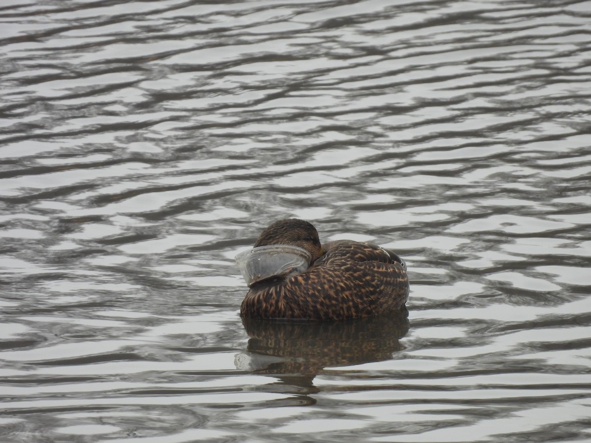 Mallard - ML645904472